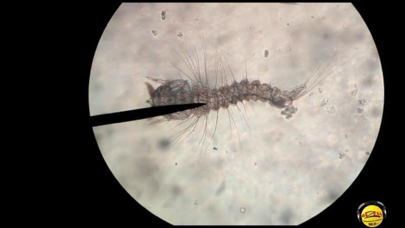 Larva do mosquito Aedes aegypti fotografada em laboratório.