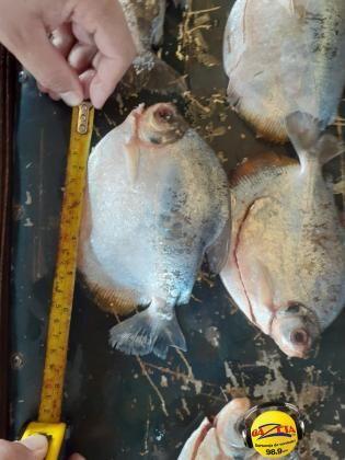 Peixe_apreensão