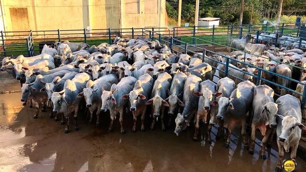 PREÇO DO BOI E VACA GORDA TÊM LEVE QUEDA EM MATO GROSSO | GAZETA FM