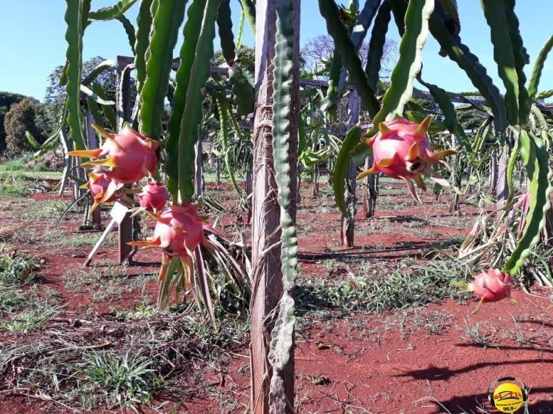 Uma planta pode produzir de 20 a 70 quilos de pitaya e pode chegar a sete floradas por safra. 